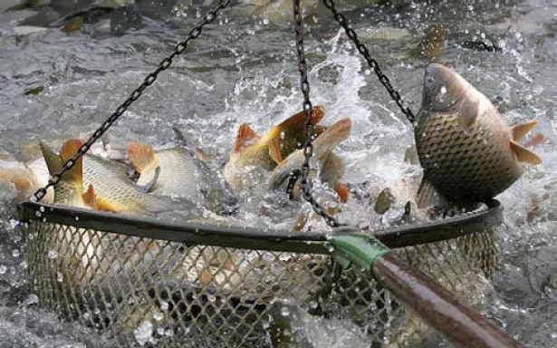 Loňská produkce tržních ryb v České republice předčila očekávání